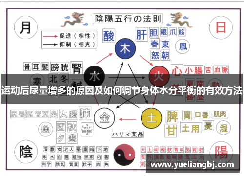 运动后尿量增多的原因及如何调节身体水分平衡的有效方法
